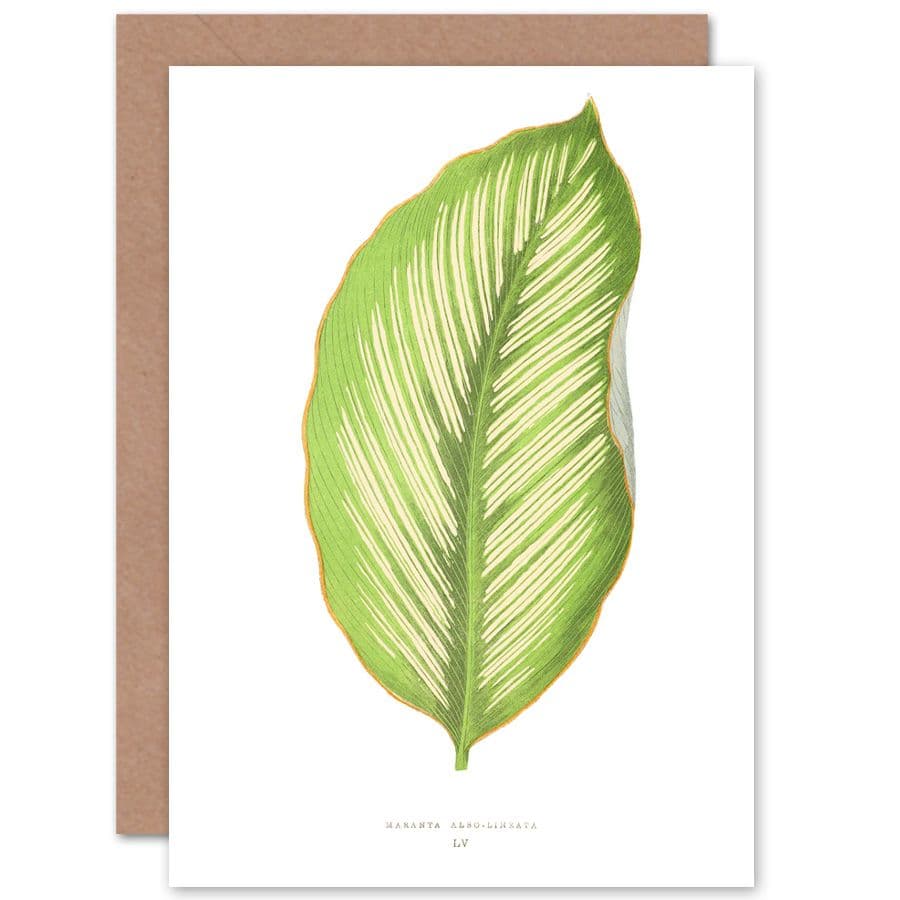Botanical Gardner Leaf Maranta Albo Lineata Greetings Card
