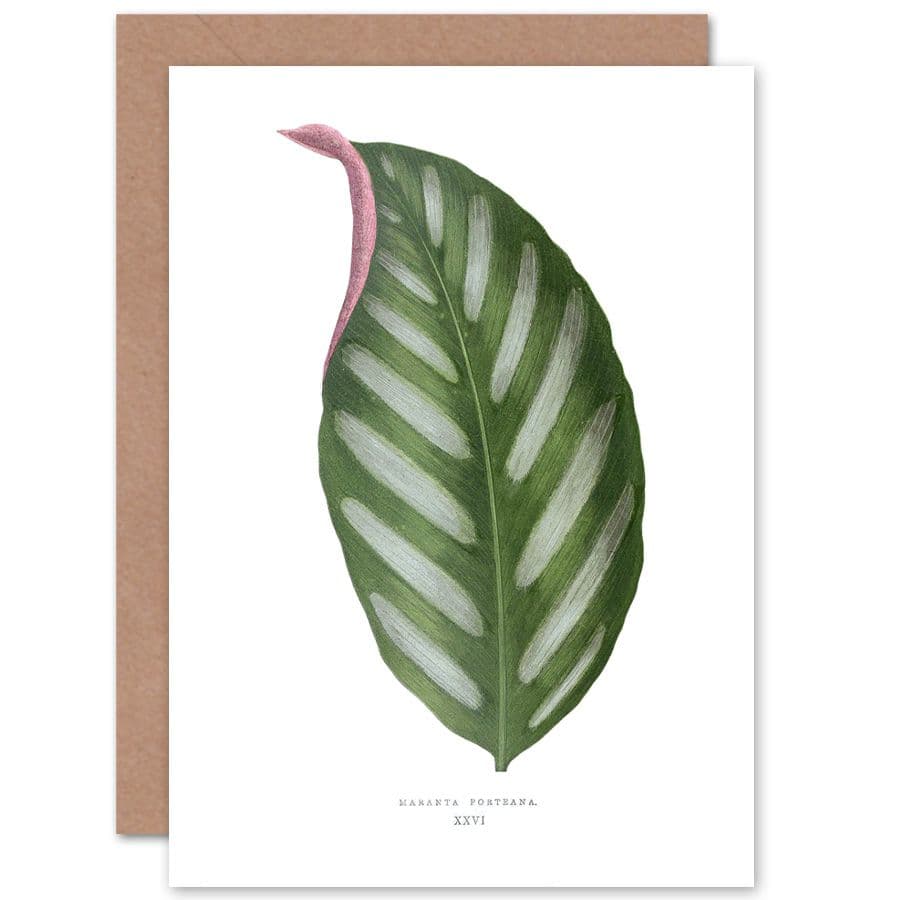 Botanical Gardner Leaf Maranta Porteana Greetings Card