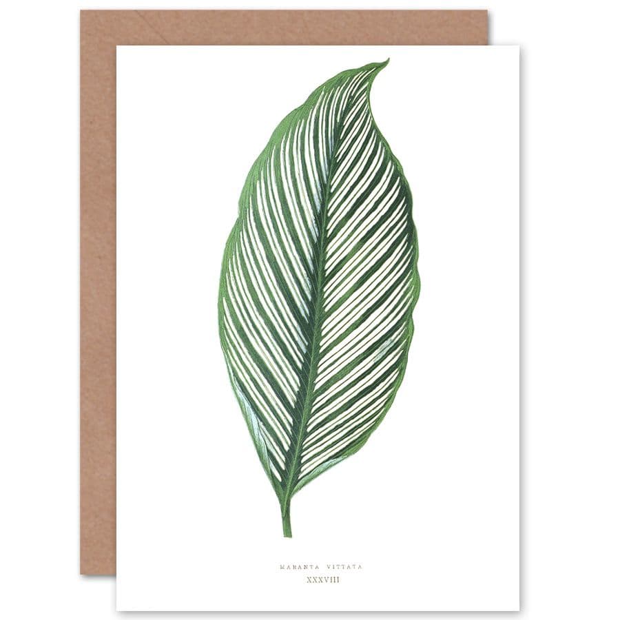 Botanical Gardner Leaf Maranta Vittata Greetings Card