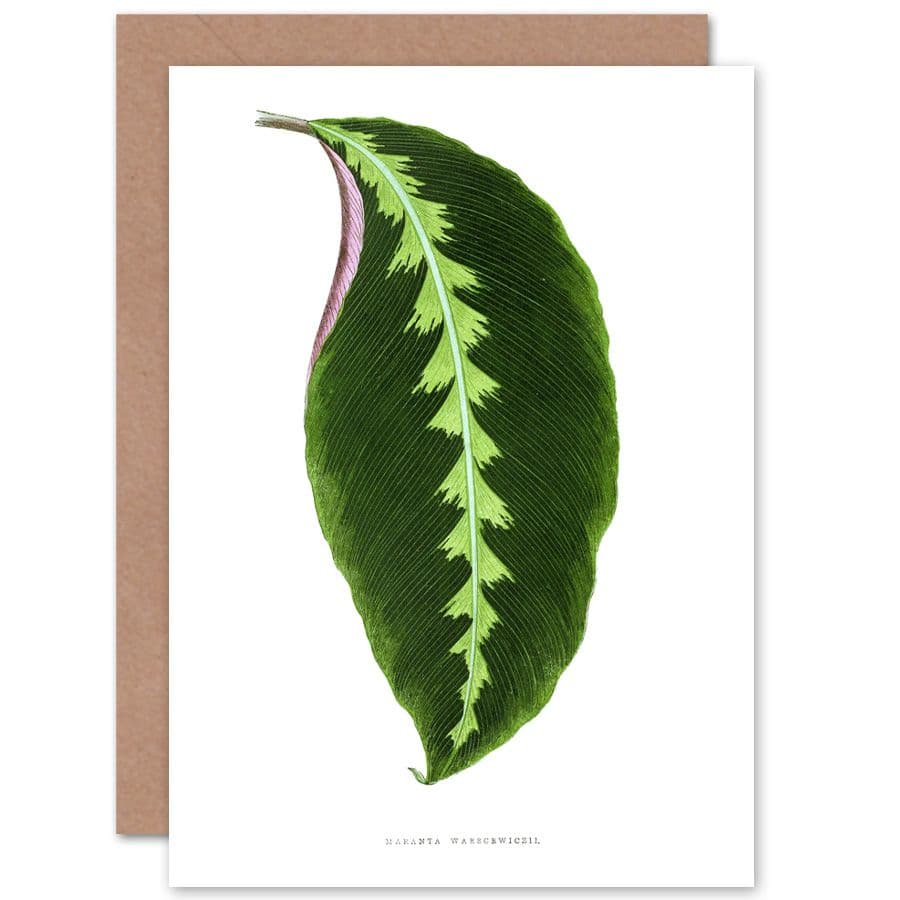 Botanical Gardner Leaf Maranta Warscewiczii Greetings Card