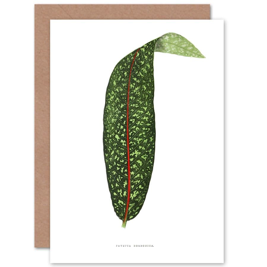Botanical Gardner Leaf Pavetta Borbonica Greetings Card