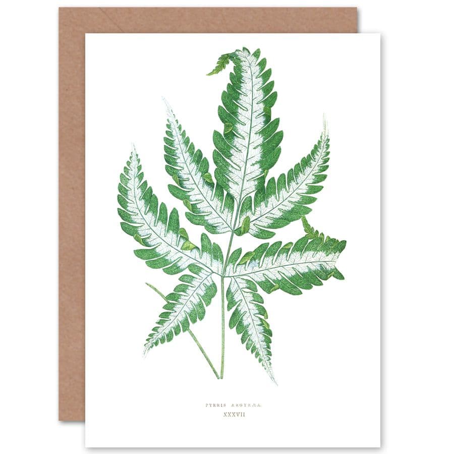 Botanical Gardner Leaf Pteris Argyraea Greetings Card