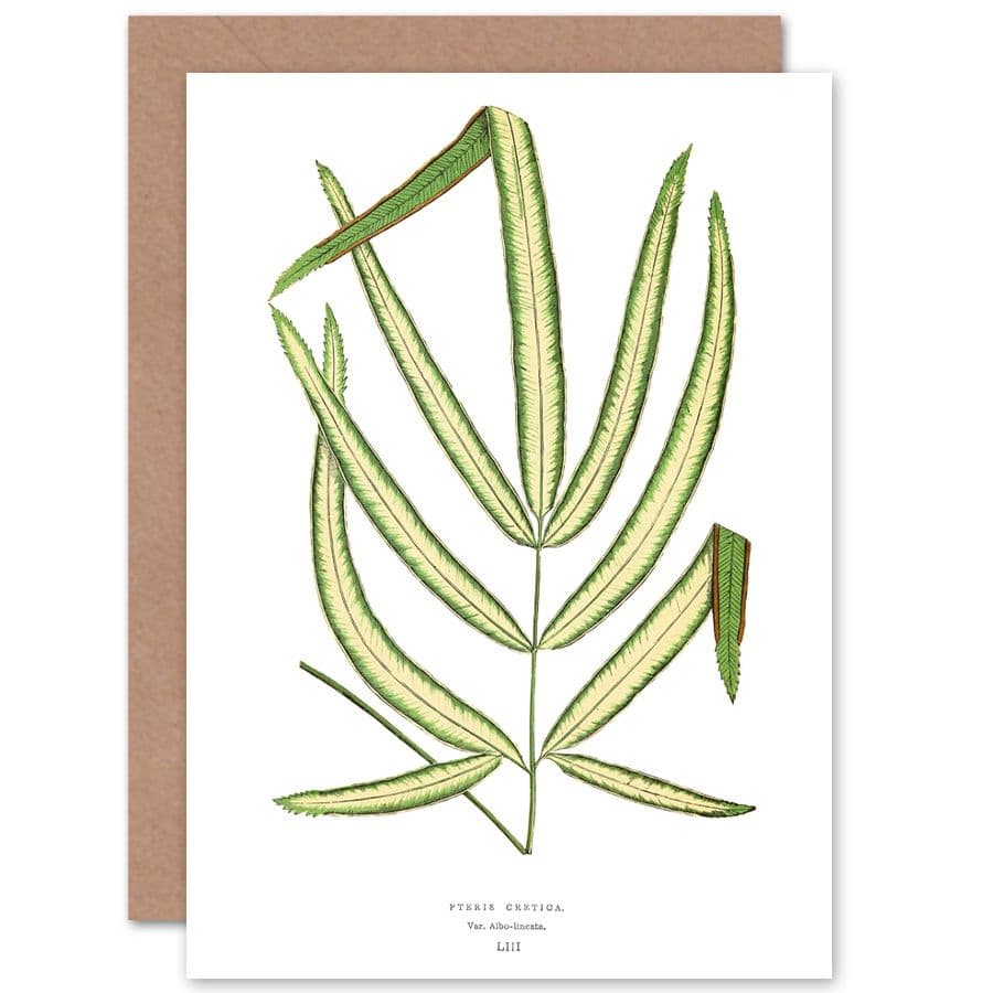 Botanical Gardner Leaf Pteris Cretica Greetings Card