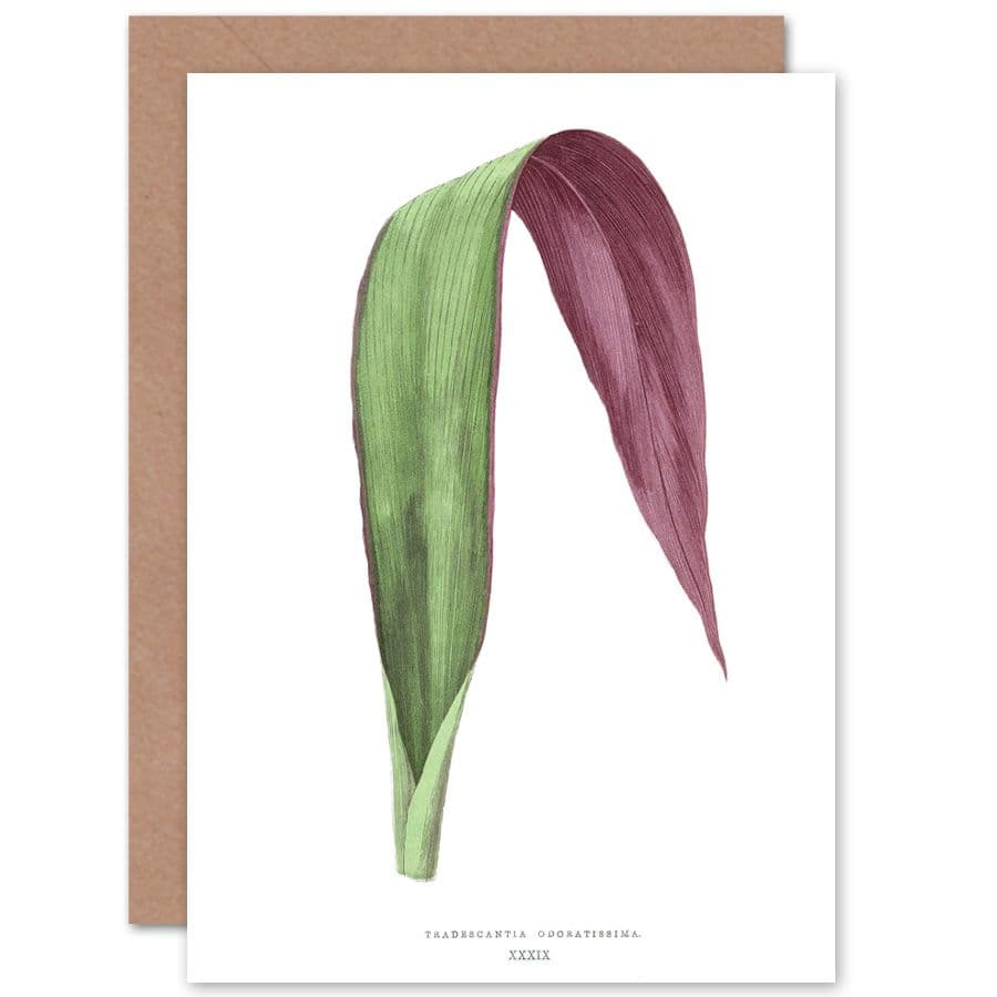 Botanical Gardner Leaf Tradescantia Odoratissima Greetings Card