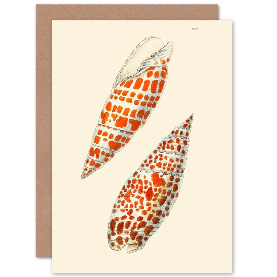 Seashell Spotted Conical Greetings Card