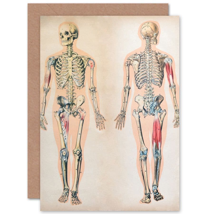 Human Body Anatomy Skeleton Muscles Greetings Card