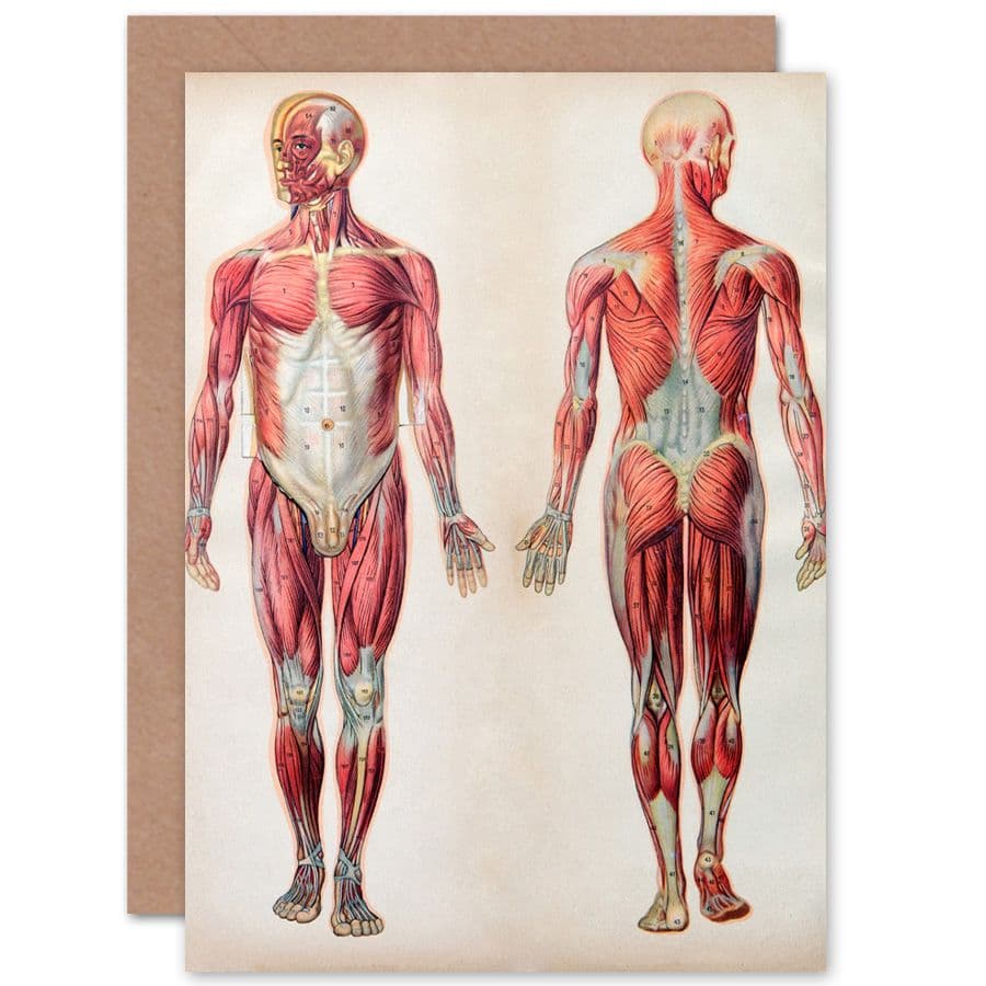 Human Body Anatomy Muscles Greetings Card