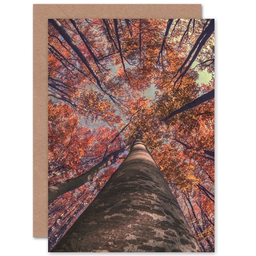 Birch Forest Autumn Greetings Card
