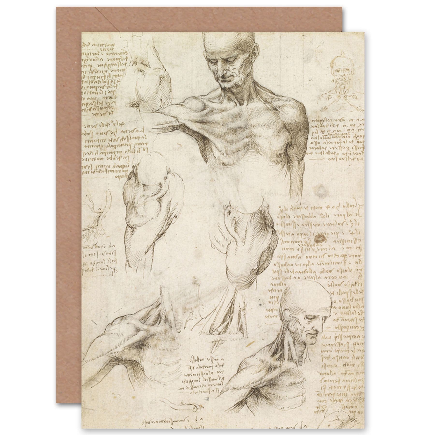 Da Vinci Superficial Anatomy Shoulder Neck Fine Art Greetings Card