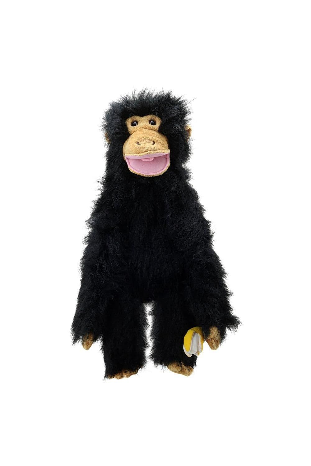 Primates Chimp