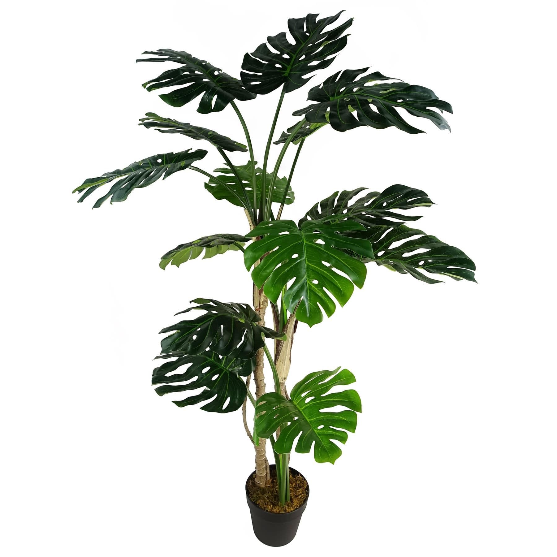 150cm (5ft) Luxury Monstera Cheese Plant Black Pot