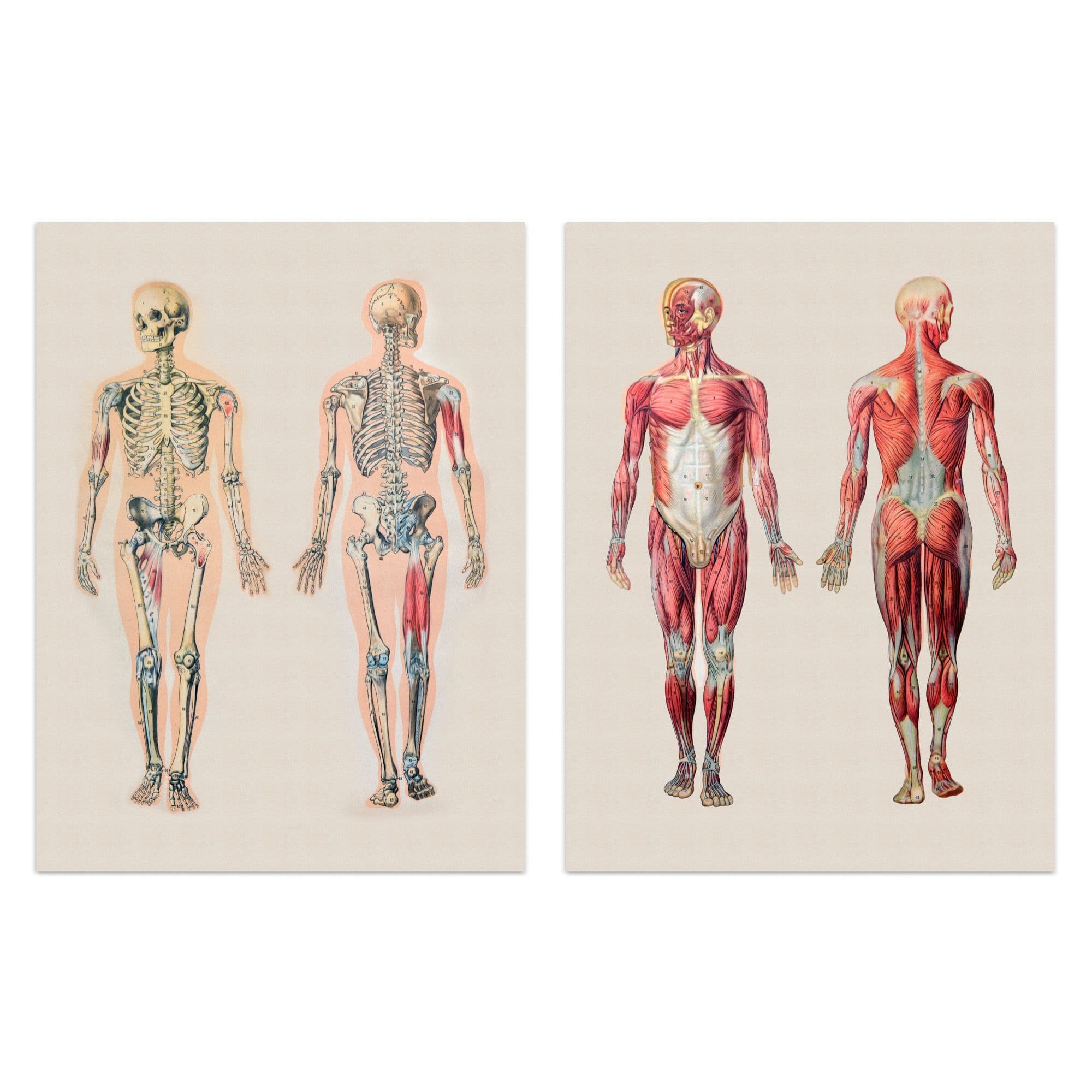 Wall Art Print Human Body Muscle Bone Skeletal Diagrams Set Of 2 s Living Room Study Aesthetic Scientific Medical A4