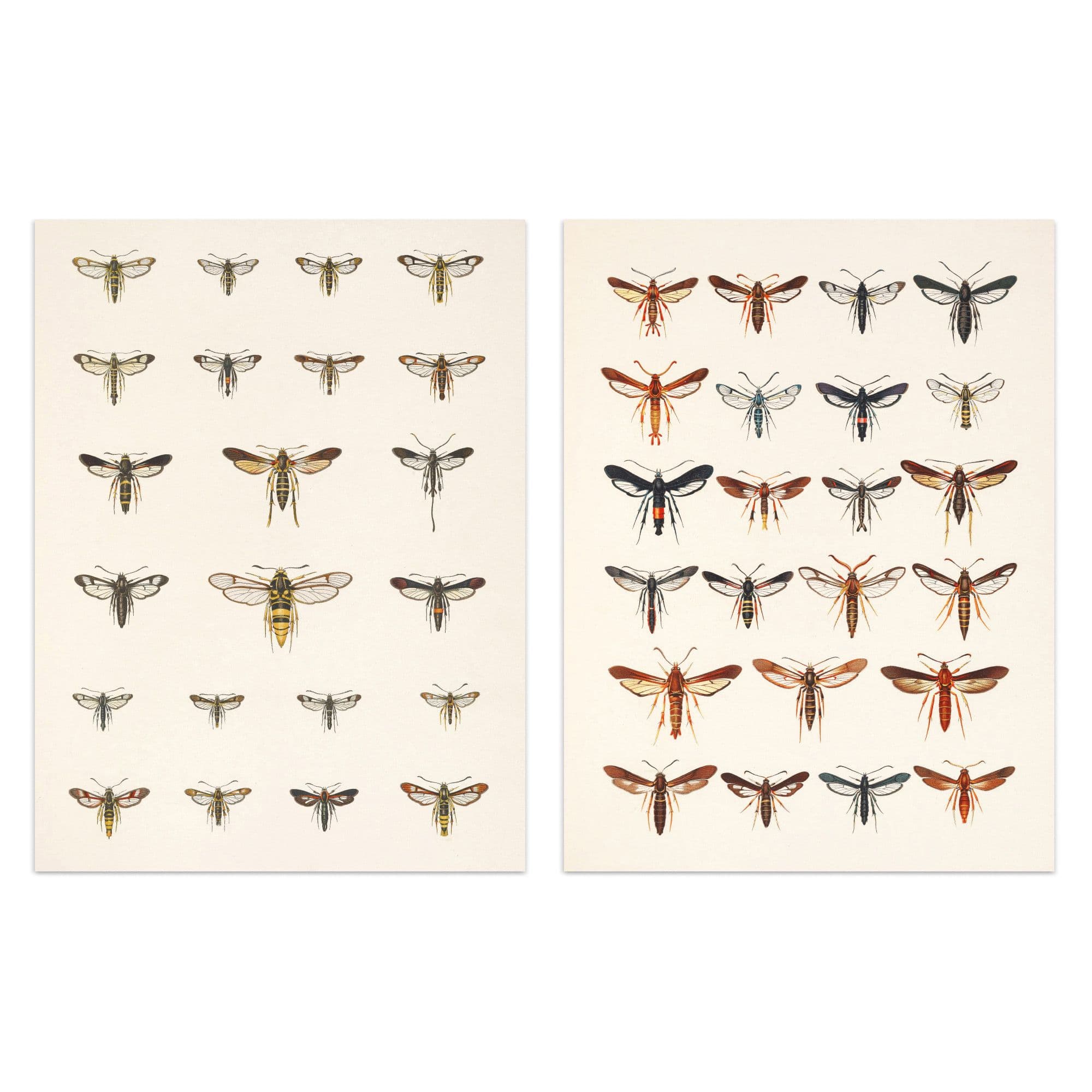 Wall Art Print Vintage Bug Insects Butterflies Moths Set Of 2 s Bathroom Bedroom Aesthetic Retro Historical A4