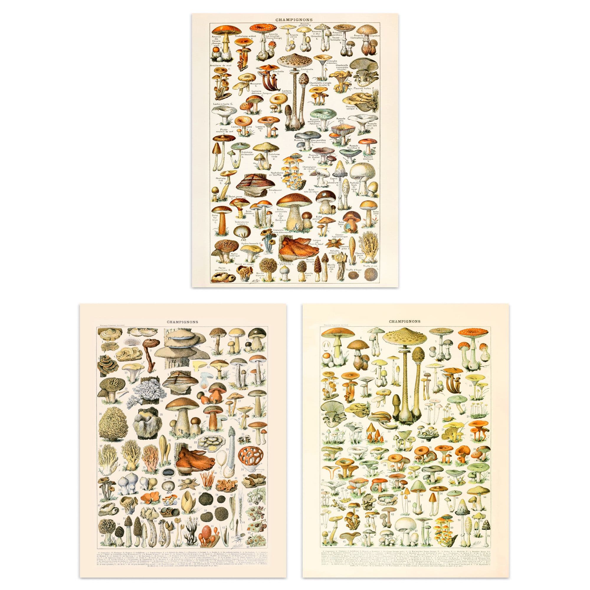 Wall Art Print Iconic s Mushrooms Vintage Millot Set 3 s Kitchen Aesthetic Fungus Champignon A4