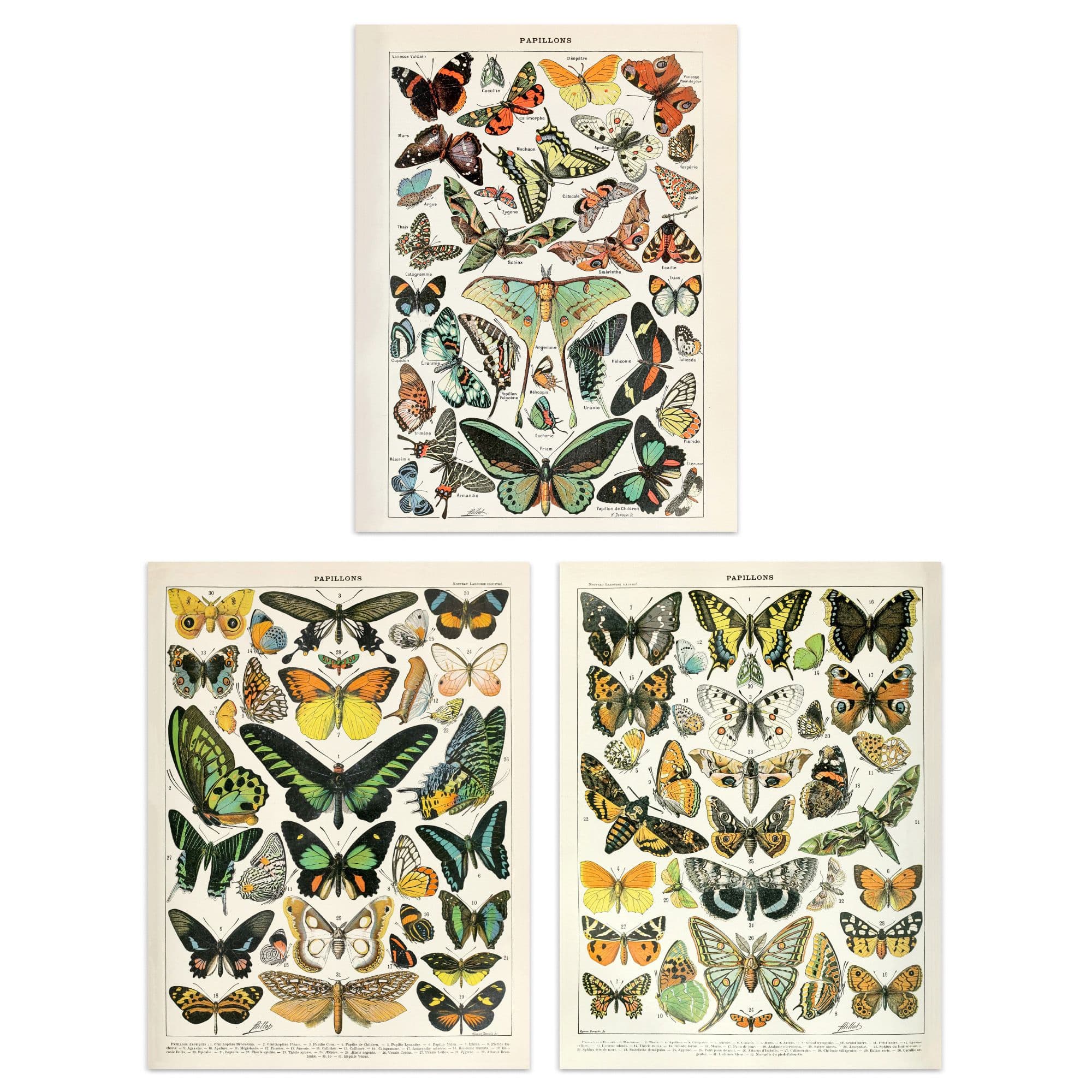 Wall Art Print Insects Butterflies Papillons Vintage Millot Set 3 s Study Office Aesthetic s A4