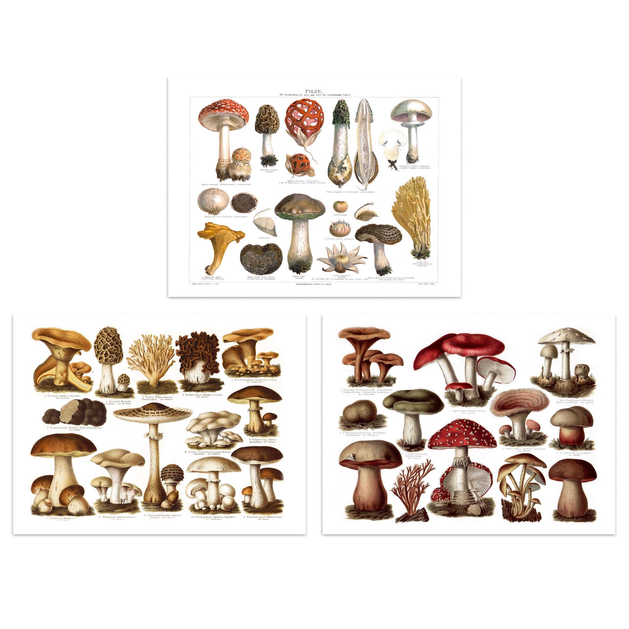 Wall Art Print Vintage Poisonous Edible Mushrooms s Set 3 s Study Office Aesthetic Meyers Lexikon A4