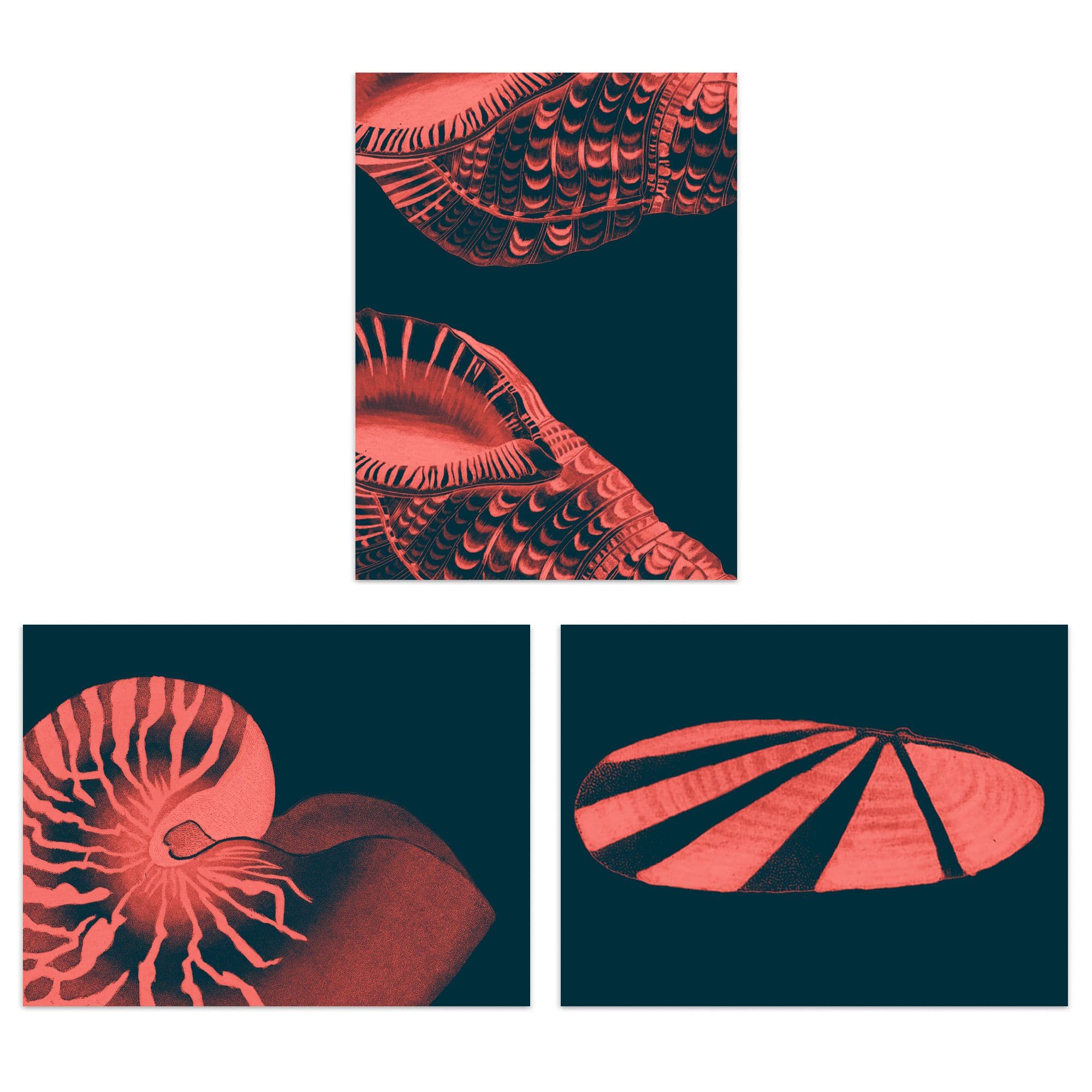 Wall Art Print Marine Coral Pink Ocean Seashells Nautilus Set Of 3 s Bathroom Bedroom Aesthetic Cephalopod A4