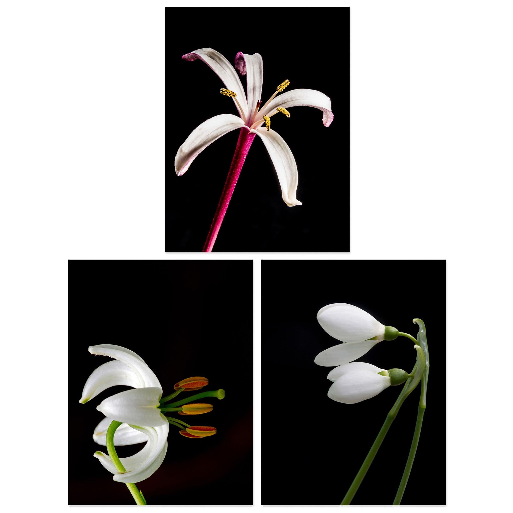 Wall Art Print Pack 3 A4 Macro Photo Flower Bloom Petal Anther Stem Photography on Living Room s Set