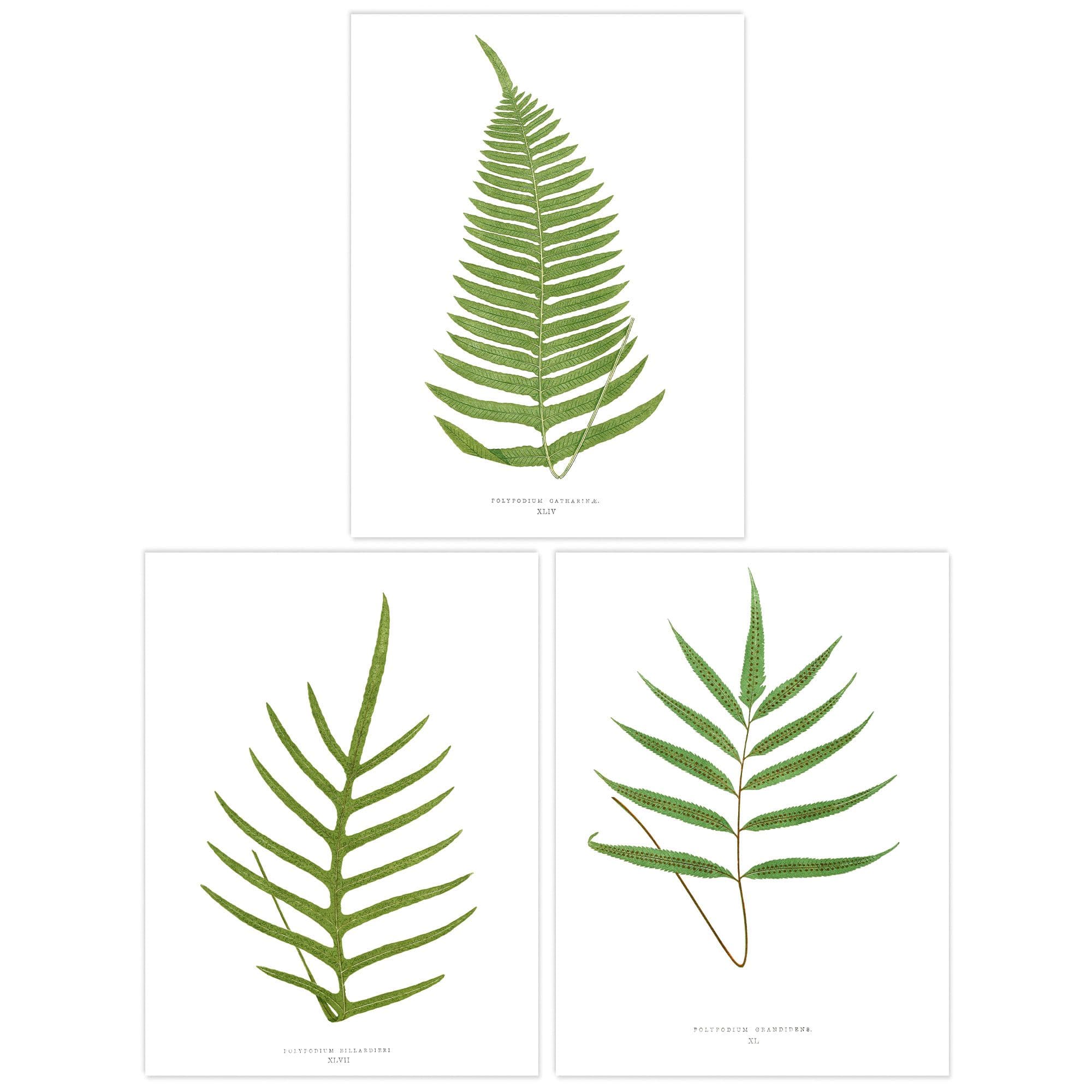 Wall Art Print Pack of 3 A4 Botanical Aesthetic Single Fern Leaves Detailed Fern Frond Botany Book Vintage Living Room s Set