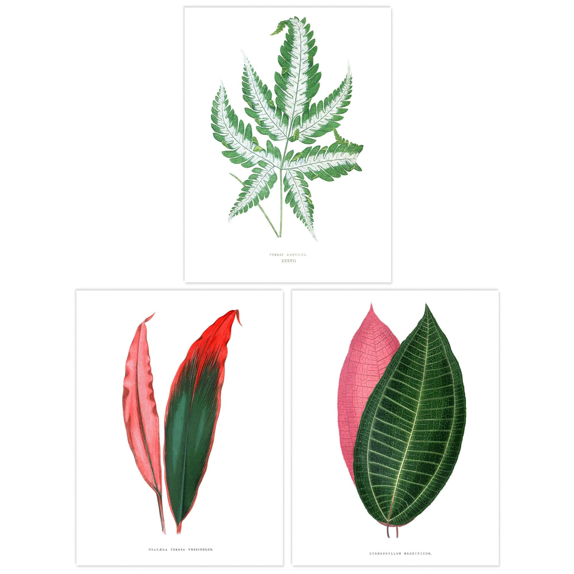 Wall Art Print Pack 3 A4 Fern Frond Green Plant Leaves Botany Book Vintage Detailed Botanical Aesthetic Living Room s Set