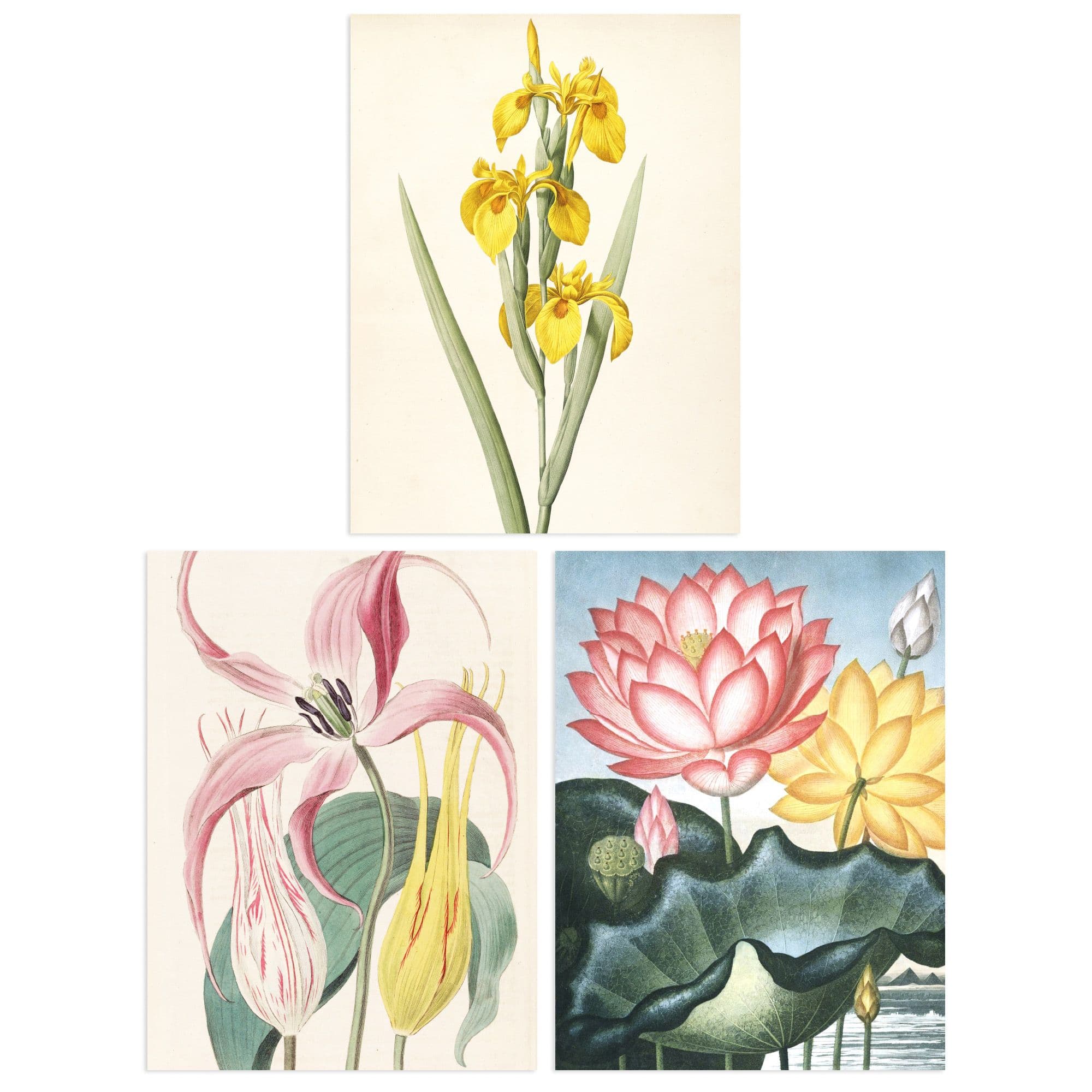 Wall Art Print Pack of 3 A4 Audubon Style Vintage Floral Yellow and Pink Flower Blooms Botanical Living Room s Set