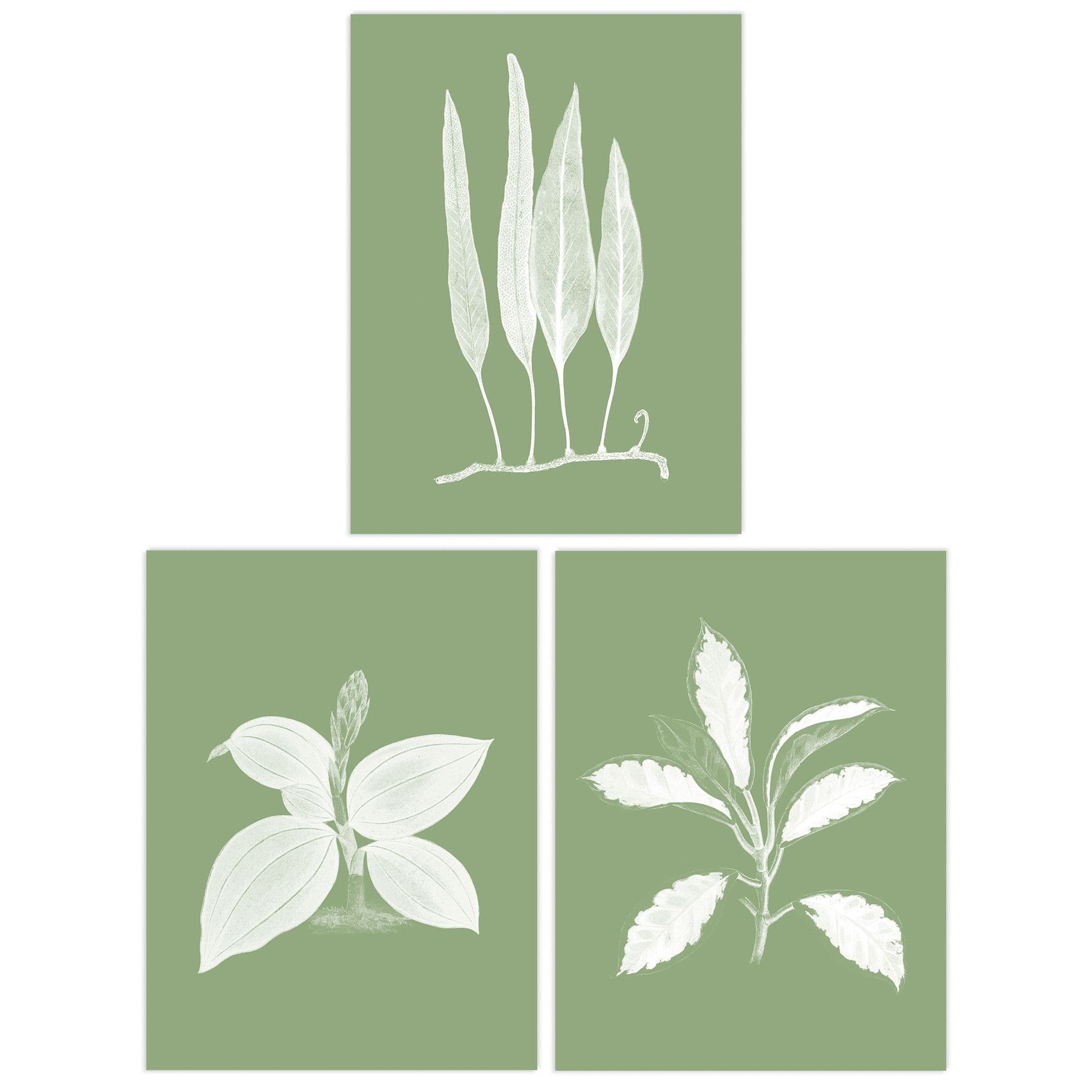 Wall Art Print Pack 3 A4 Sage Green Tree Plant Detailed Foliage Xray Im Monochrome Botanical Living Room s Set