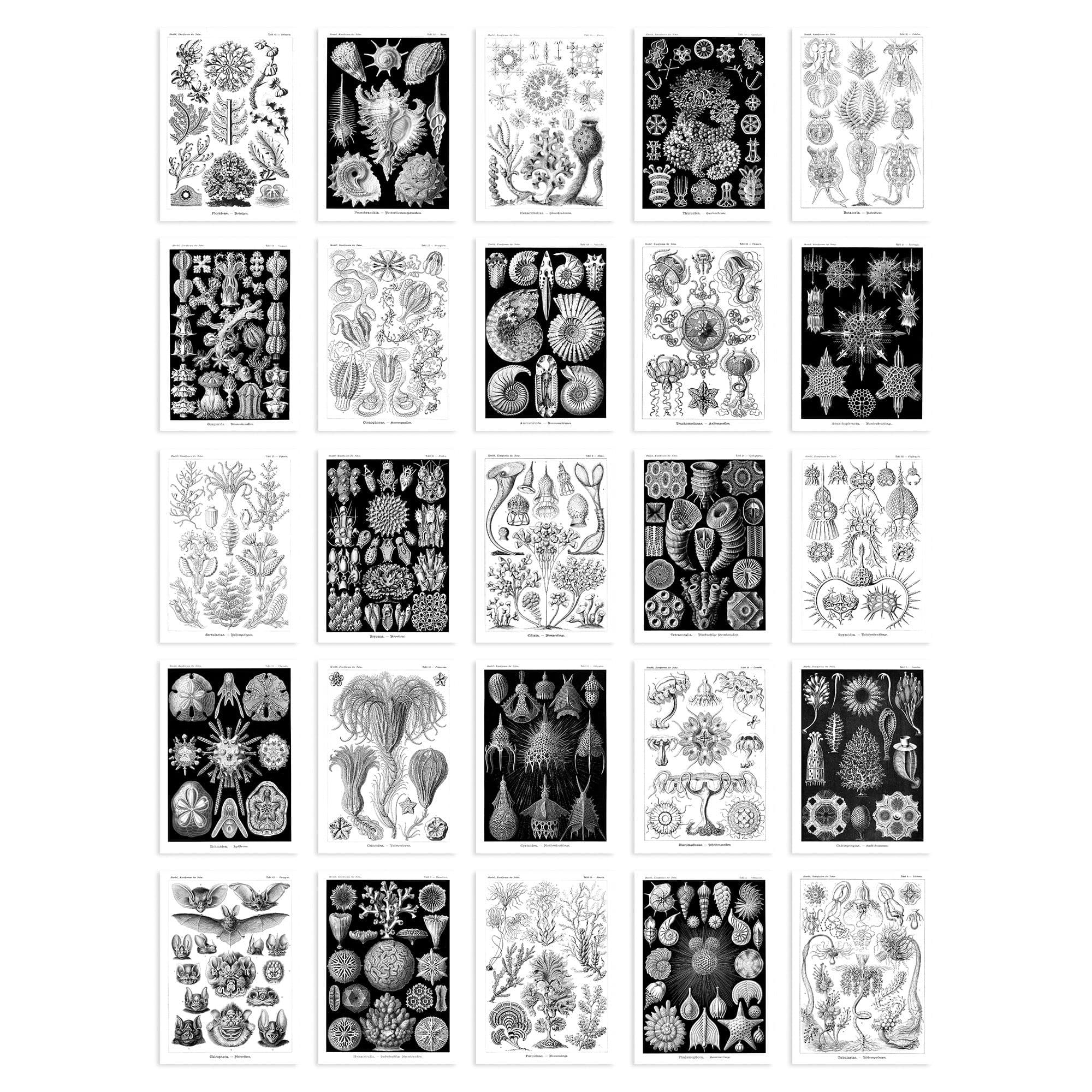 Wall Art Print 50 Pcs Botanical Aesthetic Haeckel Nature White Collage Kit s A6 Set Pack 15x10 cm Bedroom Wall Home Bathroom Pictures