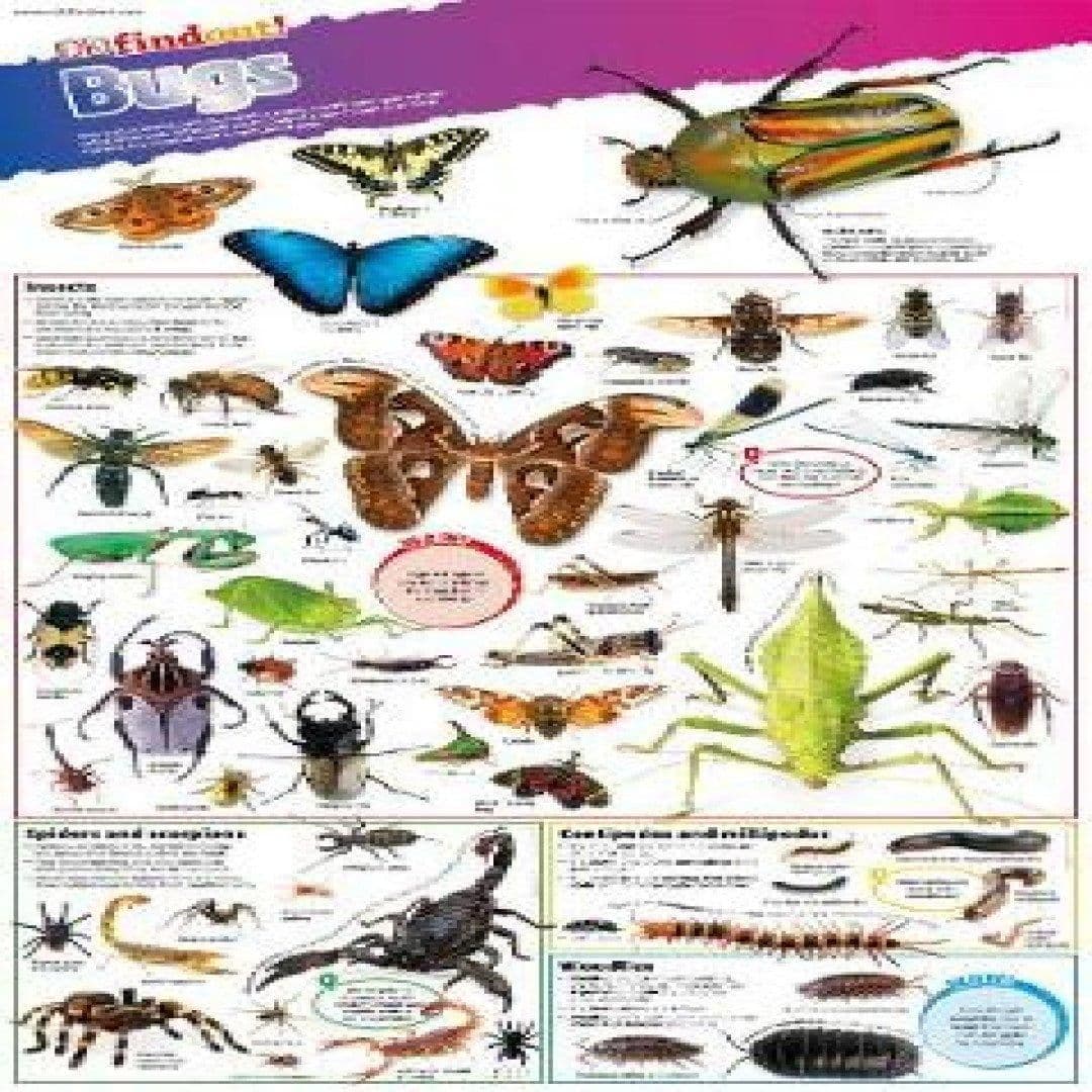 DKfindout! Bugs Poster Book
