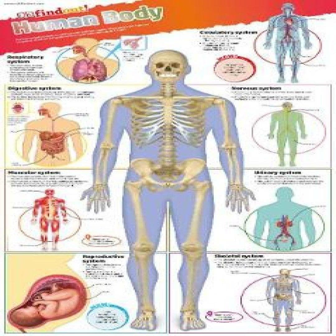 DKfindout! Human Body Poster Book