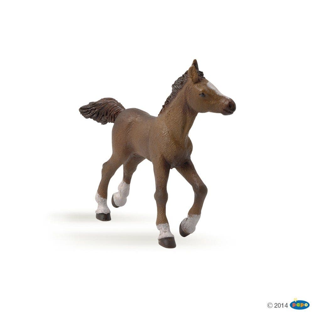 Anglo Arab Foal