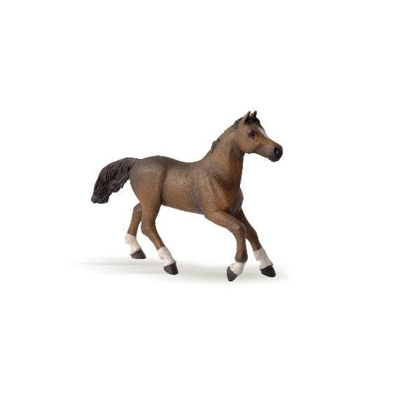 Anglo Arab Mare