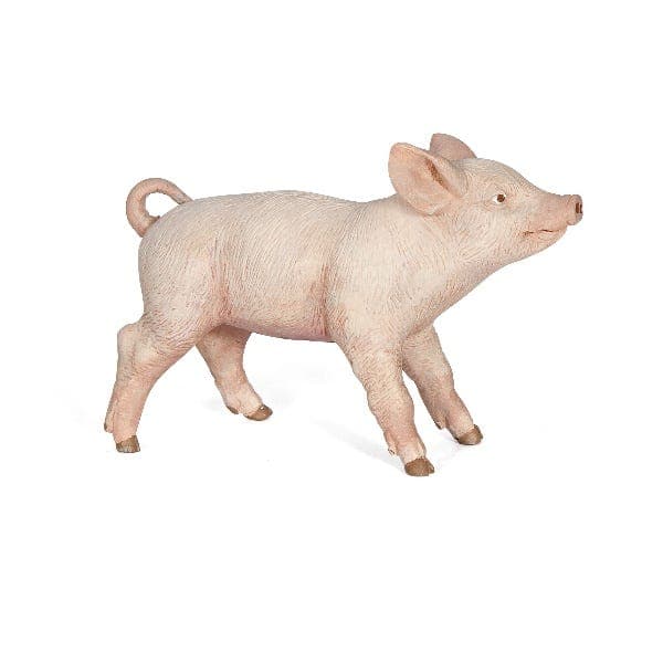 Female piglet