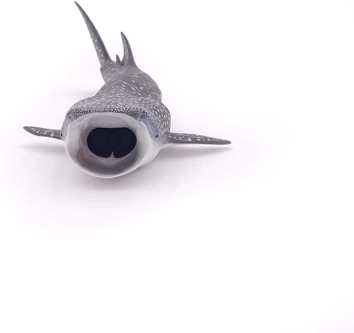 Whale Shark