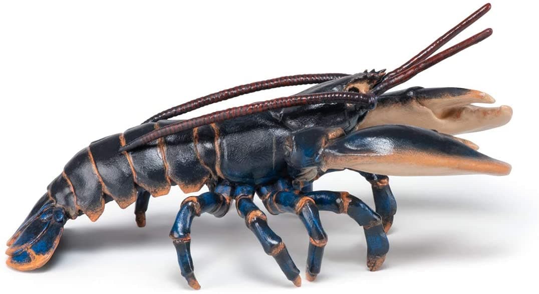 Lobster