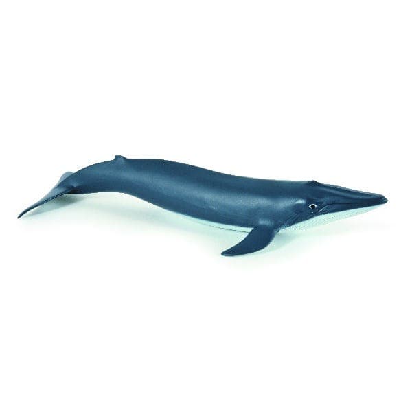 Whale Calf