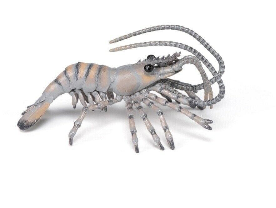 Shrimp